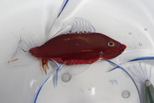 Load image into Gallery viewer, Aquarium Centerpiece by Pino Signoretto