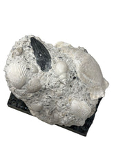 Load image into Gallery viewer, Fossils Display with Megalodon Shark Tooth
