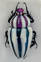 Load image into Gallery viewer, Murano Glass Beetle by Toffolo
