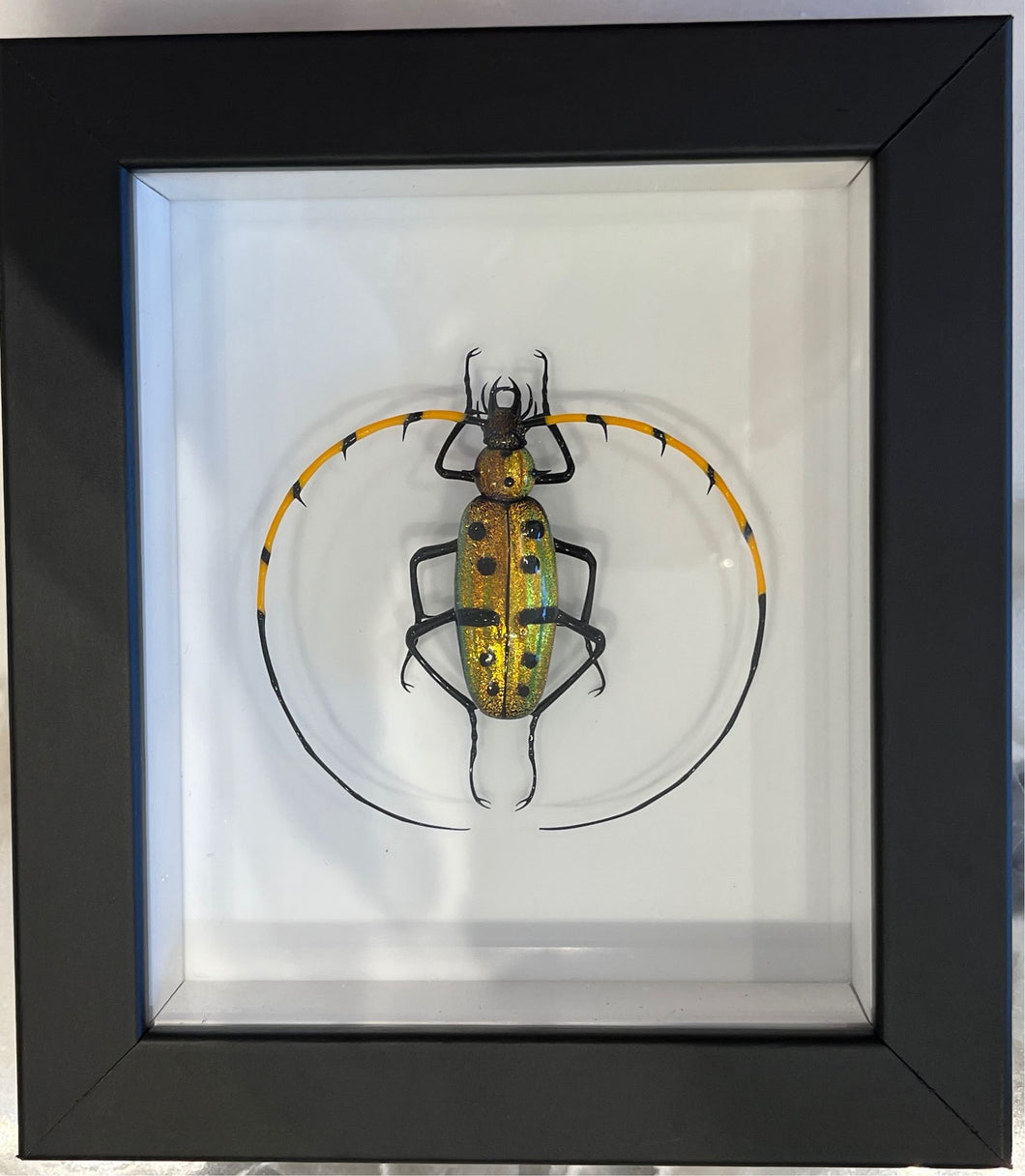 Murano Glass Beetle by Emanuel Toffolo