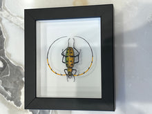 Load image into Gallery viewer, Murano Glass Beetle by Emanuel Toffolo
